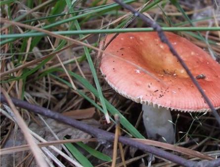 Russula mushrooms, edible and inedible - photo and description of what russulas look like A mushroom similar to russula with a thick stalk