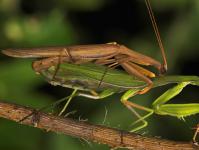 Why does the female praying mantis eat the male after mating Which female kills the male after mating