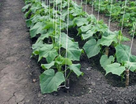 Proper watering of cucumbers in a greenhouse and in the ground: when is it better and how often to water cucumbers from germination to harvest Excessive watering of cucumbers