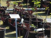 Must leeder: “Healing Sambuca” - istutamine, kasvatamine ja hooldamine, paljundamine Millal suur leedripõõsas aeda ümber istutada