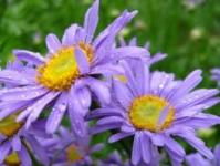 Perennial alpine aster: cultivation and care