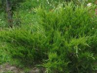 Juniper Cossack - Best Varieties Planting and Care