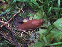 Types of slugs and how to deal with them The largest slug in the world