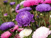 Asters: growing from seeds, when to plant