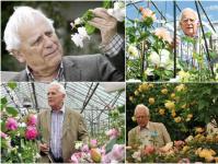 Inglise rooside populaarseimad sordid David Austini rooside eest hoolitsemine kevadel