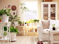 Recommendations for caring for indoor plants at home Caring for indoor plants