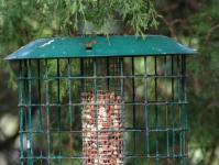 Simple and original ideas for those who don’t know how to make a bird feeder with their own hands from scrap materials Do-it-yourself outdoor bird feeders