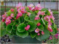 Begonia from seeds at home is a task for the brave and patient How many begonias grow