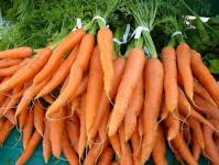 High yield: how to protect carrots from diseases and pests A worm eats planted carrots, what to do