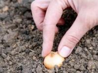 Where to store onion sets before planting in spring How to store small onion sets in winter