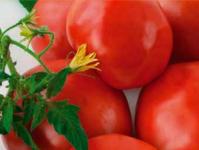 Siberi selektsiooni varajased alamõõdulised tomatid avamaal