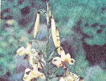 कोकेशियान लिली - कुबाण कोकेशियान लिली के दुर्लभ और लुप्तप्राय पौधे